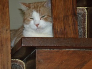 Sparkle has very sharp claws!