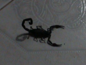 I sure don't miss these rascals from Mexico!  So glad Nebraska doesn't have them!