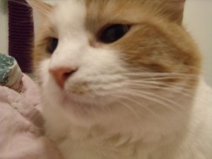 This lovely feline called Purrful depends on her family for care and love.