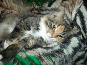 Poppy is usually gregarious and a bit snarky (between naps).  Watch for behavior changes in your pet.  It could a warning sign of a health issue.