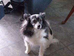 GEDSC DIGITAL CAMERA