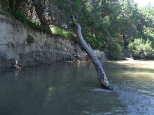 Dodging trees is very important!