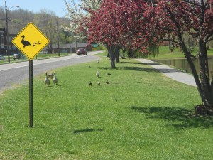 We used to take the kids to this duck pond in Virginia.