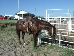 Another beautiful equine specimen