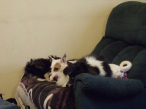 Boxita, Jinx and Chance at rest---finally!