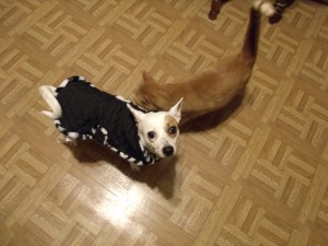 Lil Devil had to check out Jinx's new jacket.