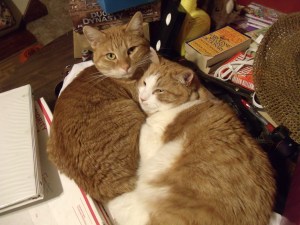 Lil Devil is.....well, a little devil. Purrful is a mellow gal most of the time.