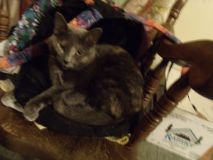 Smokey was napping peacefully, then I got the camera.