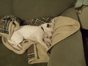 Jinx spent her first night at doggie daycare.  I'm sure she made new friends.