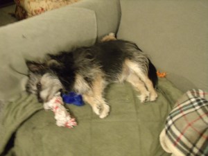 Boxita, keeper of the couch!