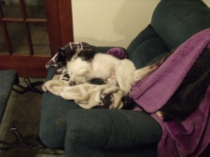 Chance, guardian of the chair!