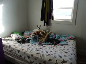 Our dogs are serious about guarding the family.