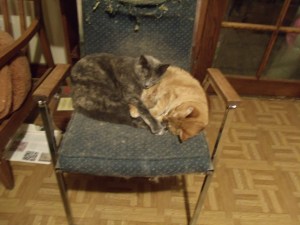 Smokey is the Amazon queen.  Lil Devil also likes to lurk near my laptop.