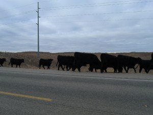 We slowed to watch a cattle drive.