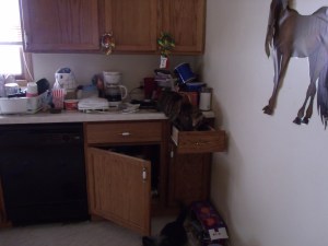 Poppy was practicing her cat burglar skills.