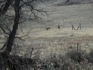 GEDSC DIGITAL CAMERA