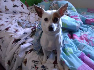 What a sweet little dog.