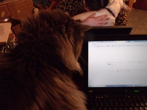 Jersey makes sure the computer is running well.  She likes the mouse.