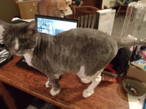 Jersey got a hair cut!