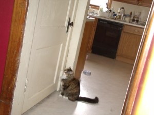 GEDSC DIGITAL CAMERA