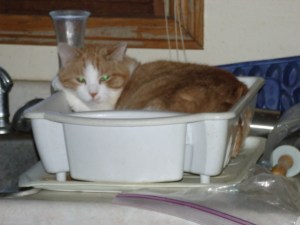 She certainly looks comfy!  I could hear the purr from 3 feet away.