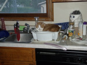 We had to re-wash everything.  Thanks, Purrful.