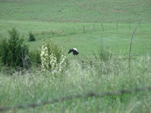 We checked our darling Oreo around noon.