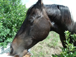 Oreo enjoys her snacks....
