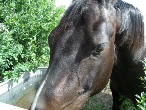Oreo is always looking for food.