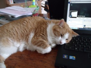 Purrful can take up a lot of space.