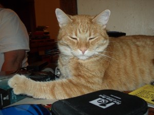 Lil Devil is a master at taking up desk space.