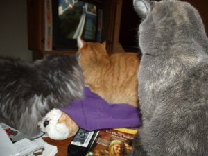 Jersey (large grey cat on the left) and Lil Devil (yellow cat on the right) usually do not get along.  Smokey looks on in shock.