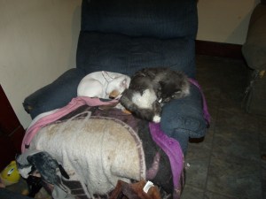 Jinx and Jersey look comfortable.